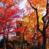 紅葉日和