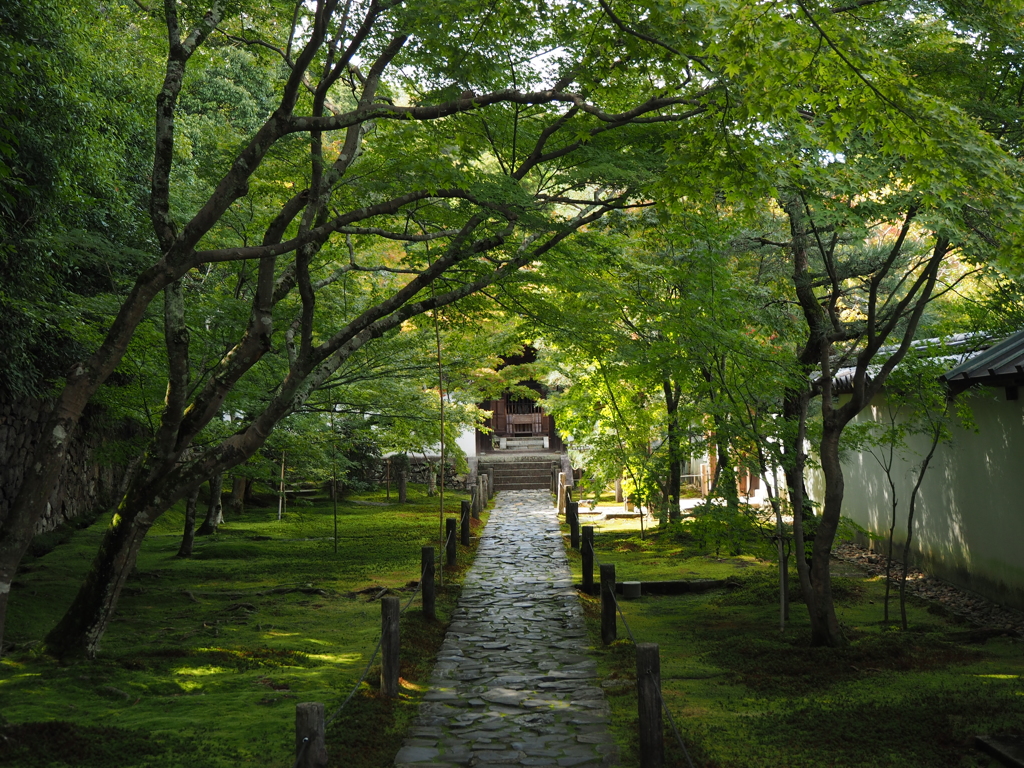 木陰道