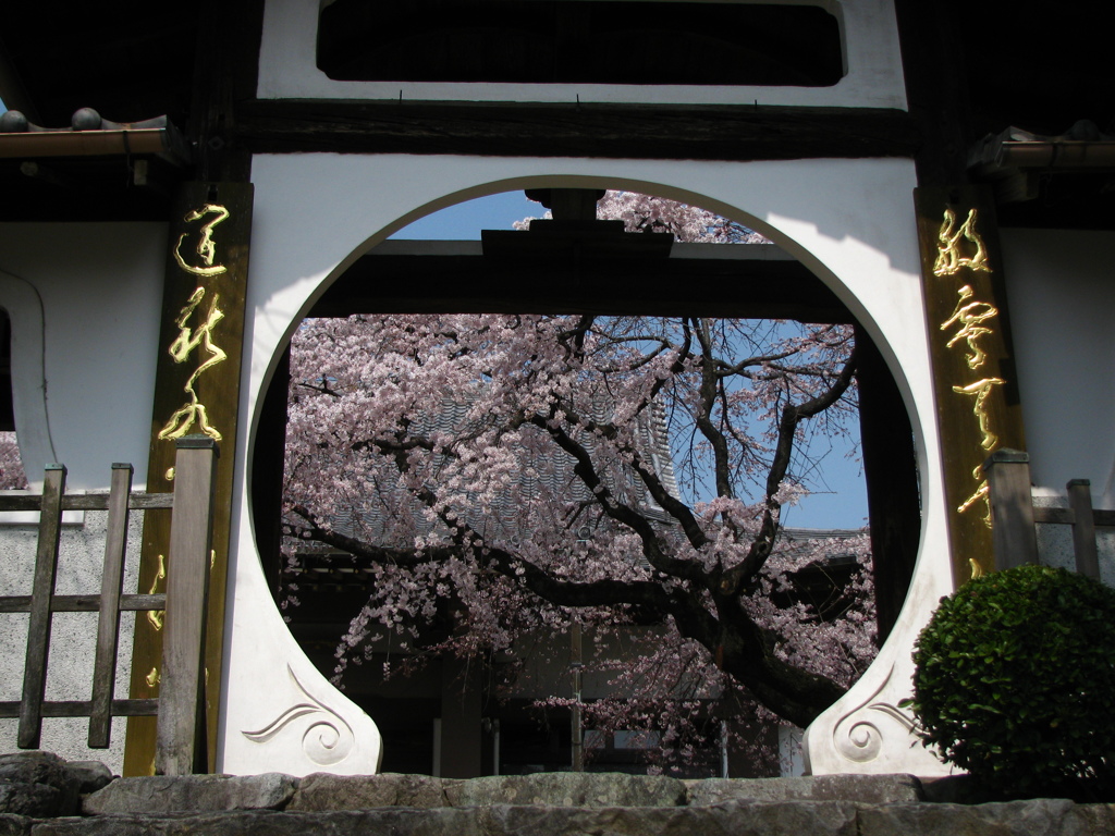 香積院　枝垂れ桜