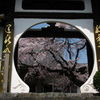 香積院　枝垂れ桜