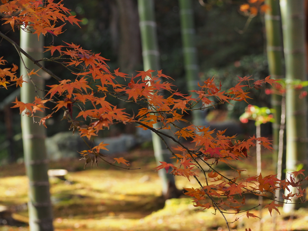 ひっそりと紅葉