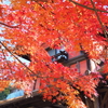 紅葉日和
