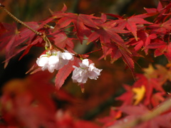 紅と白