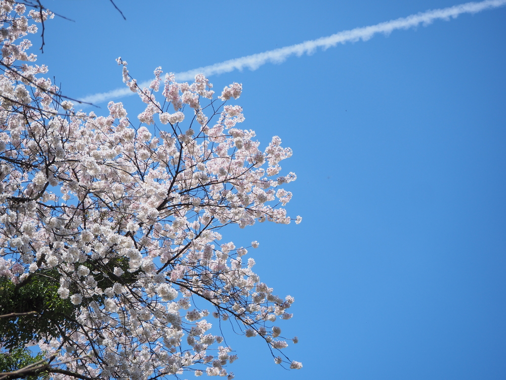 桜、青空、ひこうき雲