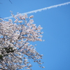 桜、青空、ひこうき雲