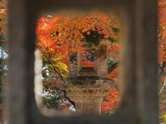 見頃を迎えました