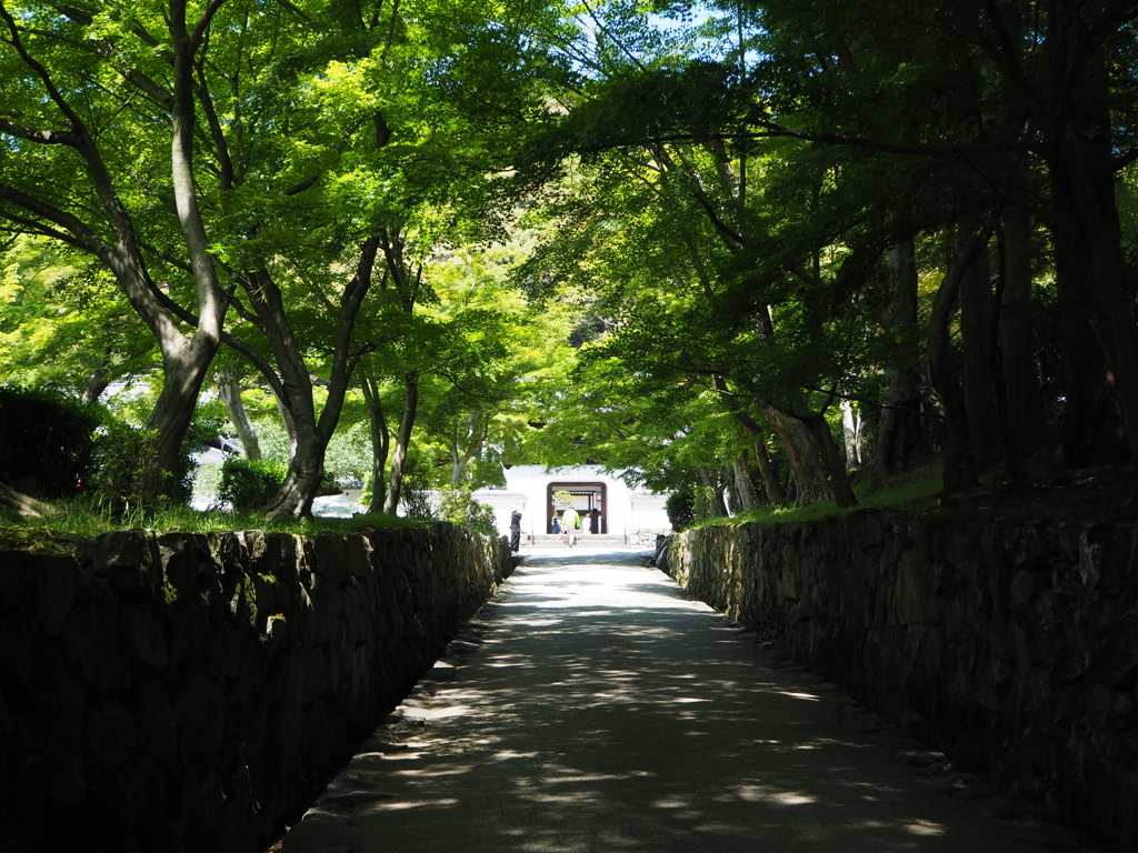 新緑の参道