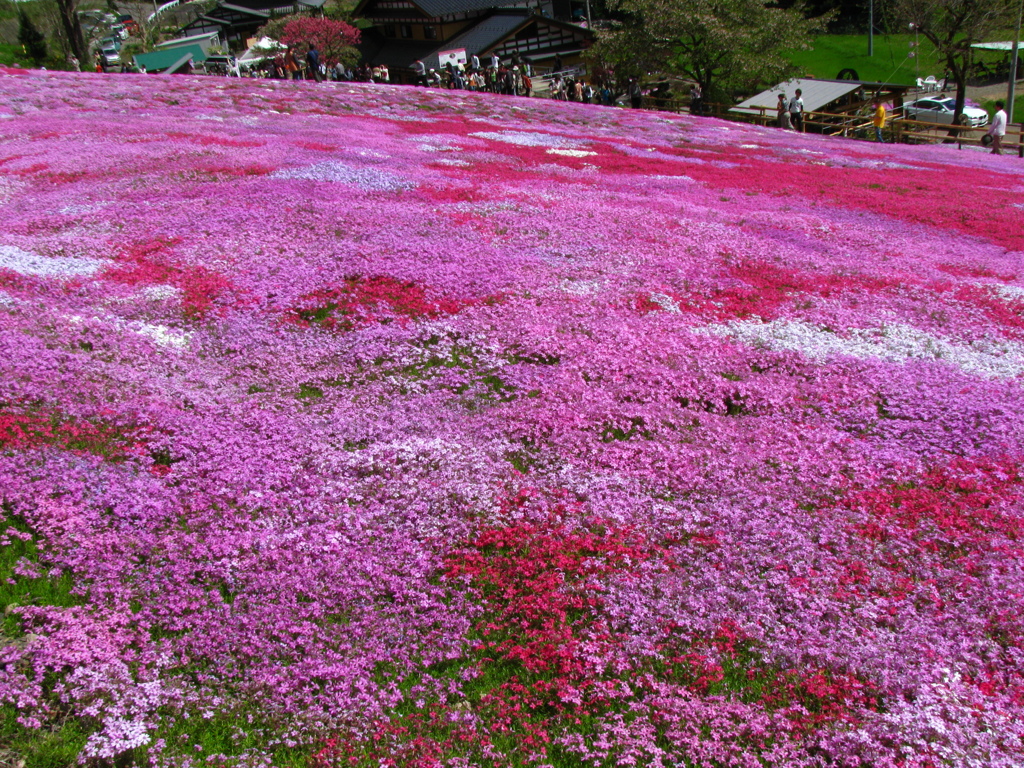 國田家の芝桜