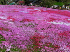 國田家の芝桜