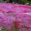 國田家の芝桜