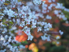 秋映えの桜