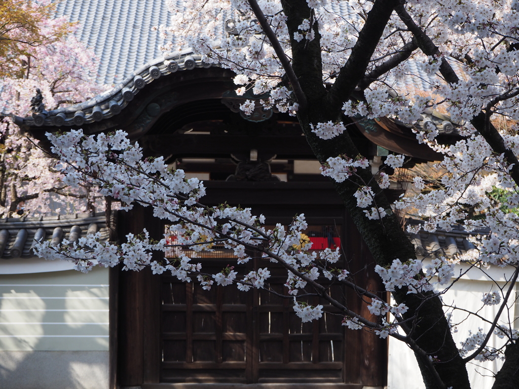 勅使門　桜咲く