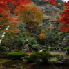 2011　徳源院の紅葉