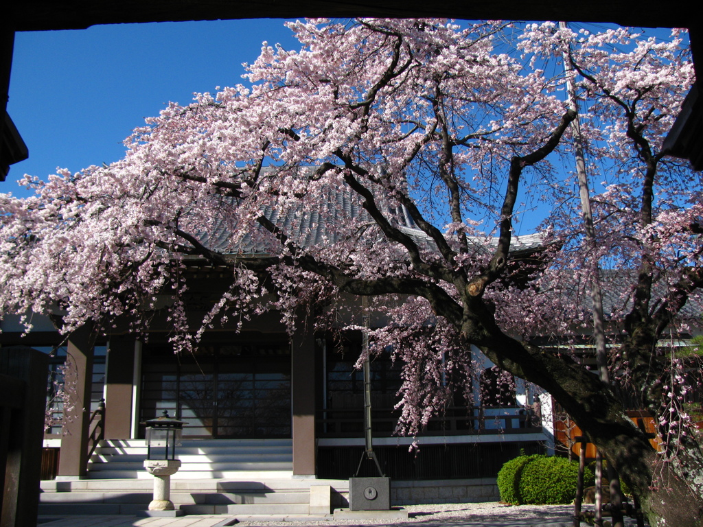 香積院　しだれ桜