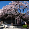 香積院　しだれ桜