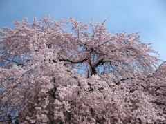 ３代目道誉桜