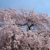 ３代目道誉桜