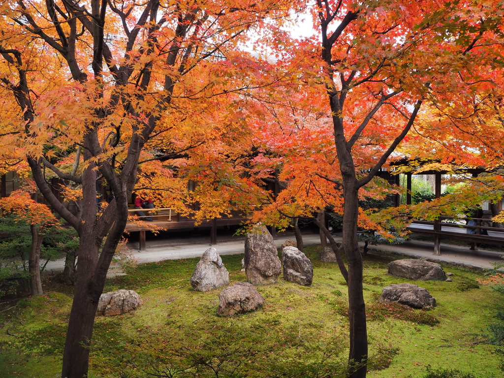 遅れ紅葉