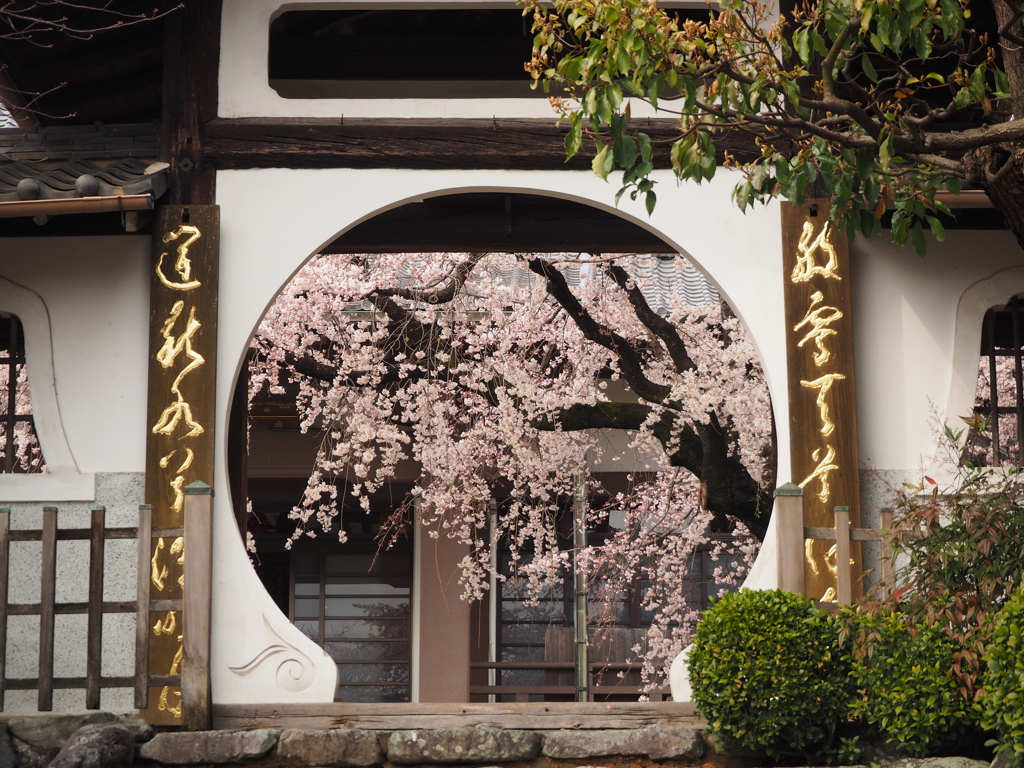 香積院　咲きました