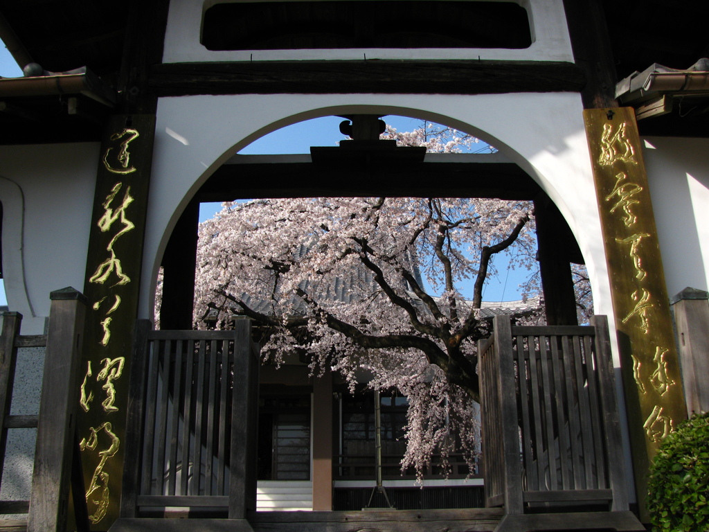 香積院　枝垂れ桜