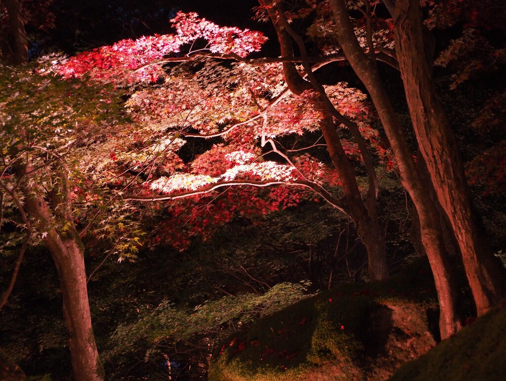 観楓の夜