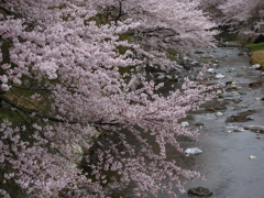 桜風景