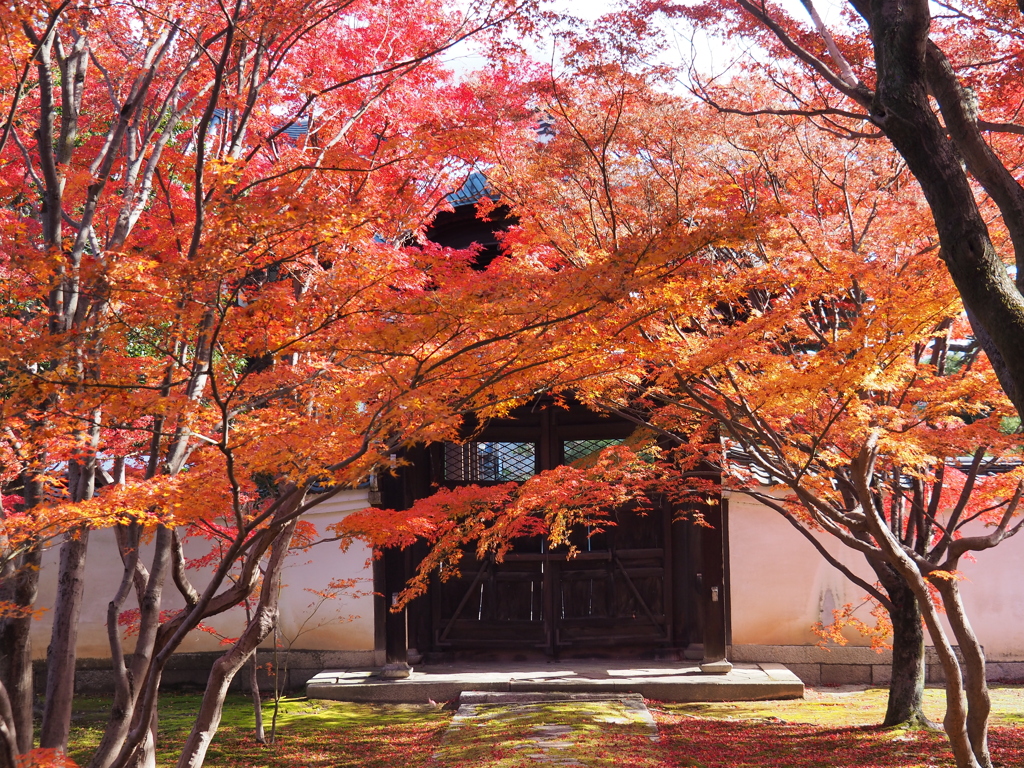 あるがままの紅葉