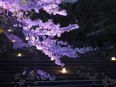 照る夜桜