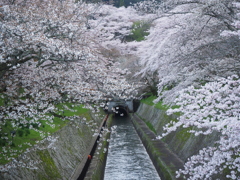 桜模様