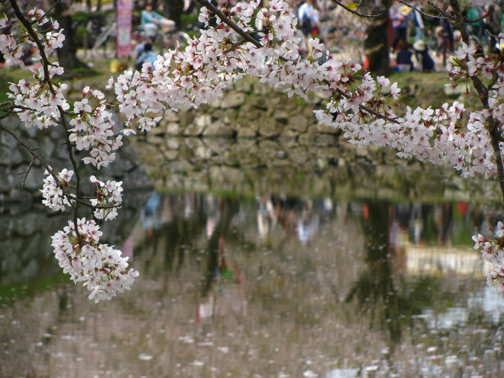 桜散歩道