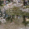 桜散歩道