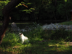 浄瑠璃寺のニャン