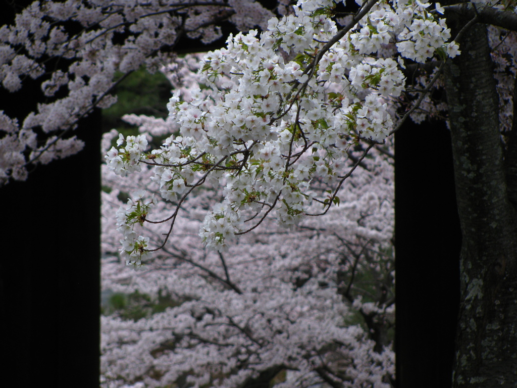 桜、いっぱい