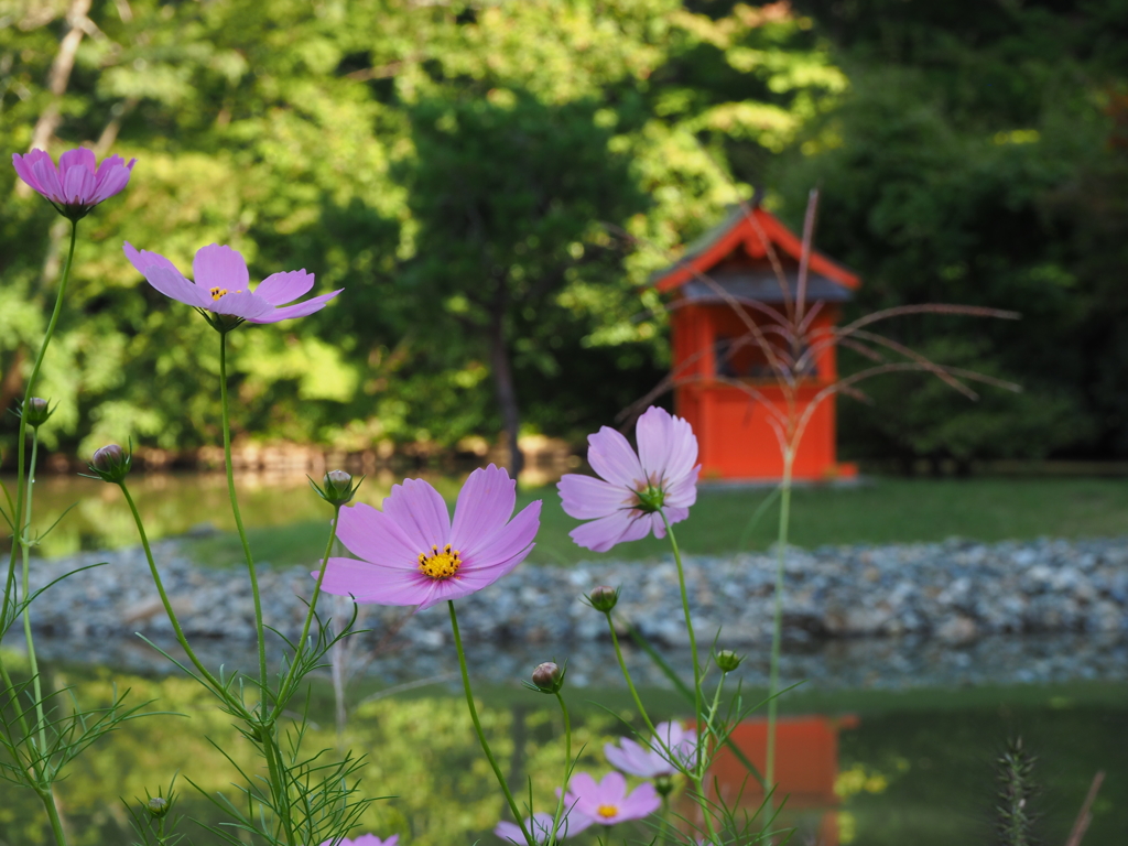彼岸の秋桜