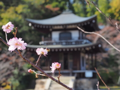 桜咲く