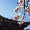 青空　桜　ひこうき雲