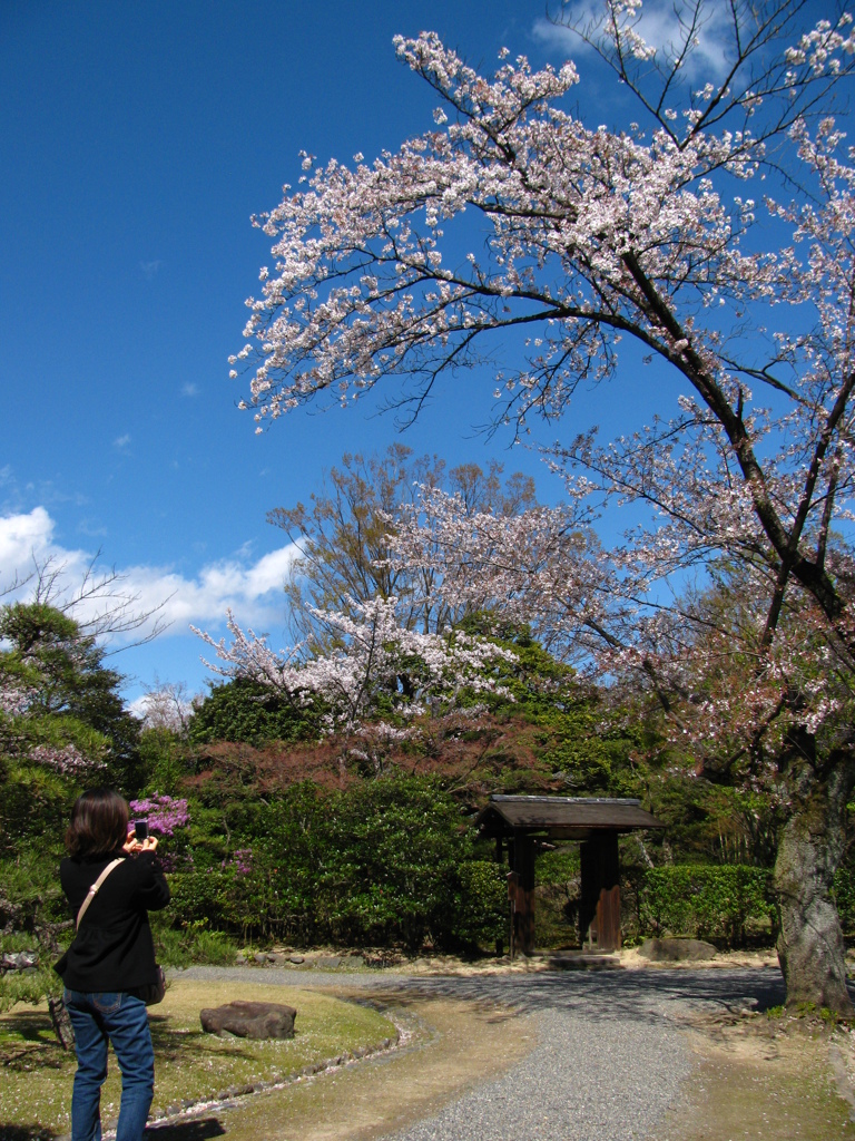 桜　青空　後姿