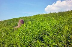 荒川河川敷、2012年夏