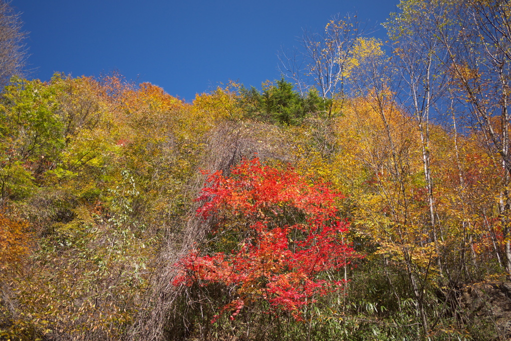 中津川林道の紅葉10月終わり
