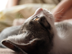 鼻の頭にはアンテナがあるの