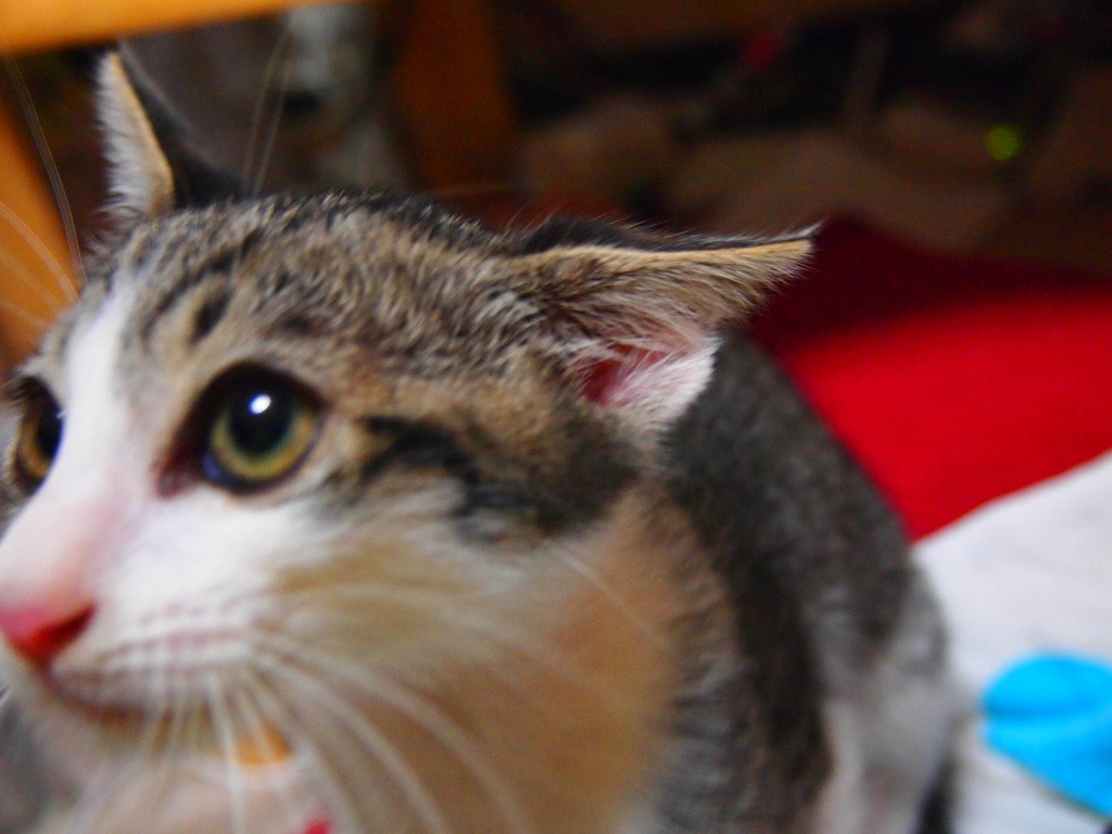 ねこなで