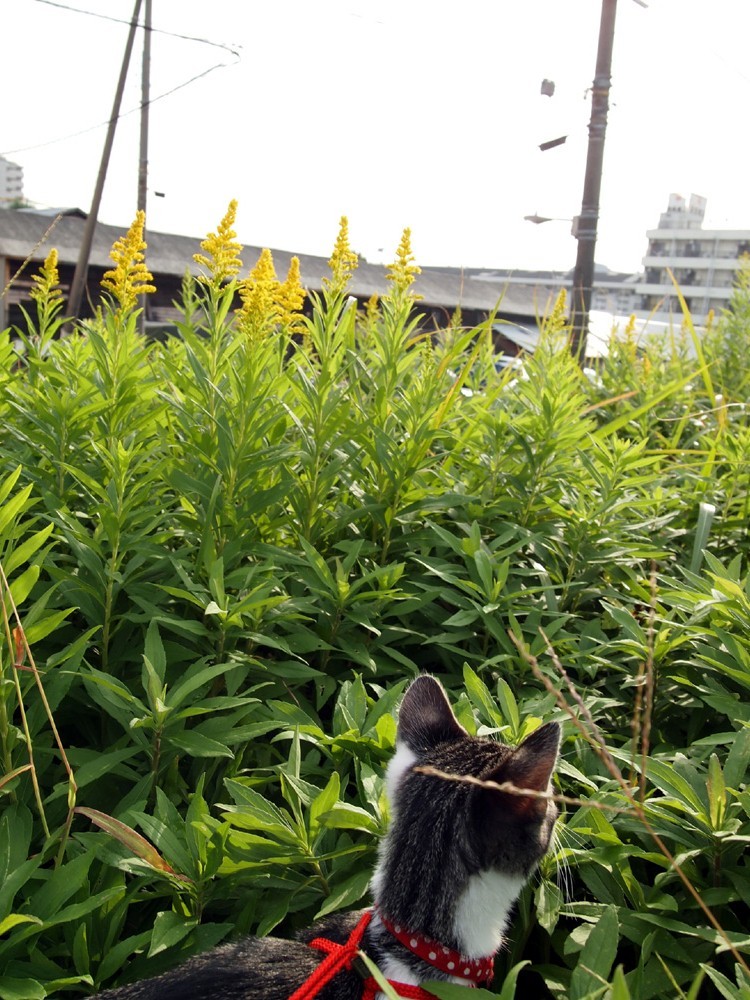 樹海に近い