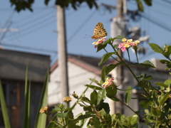 邪魔しないで