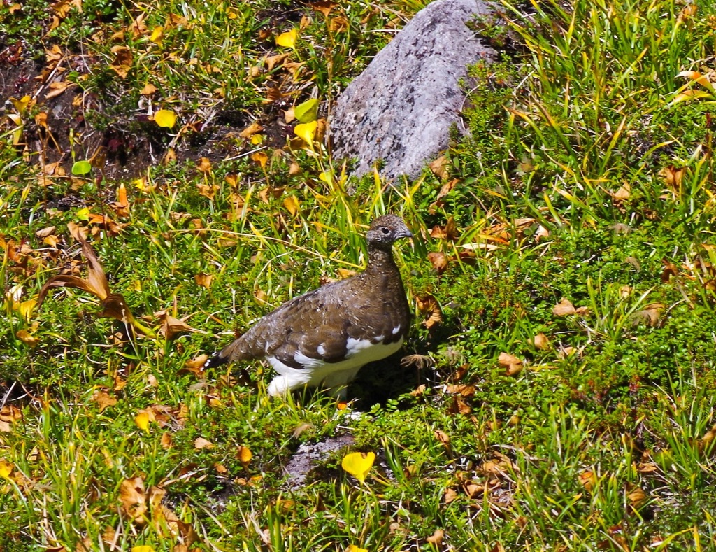 雷鳥ちゃん 1