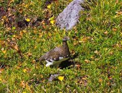 雷鳥ちゃん 1