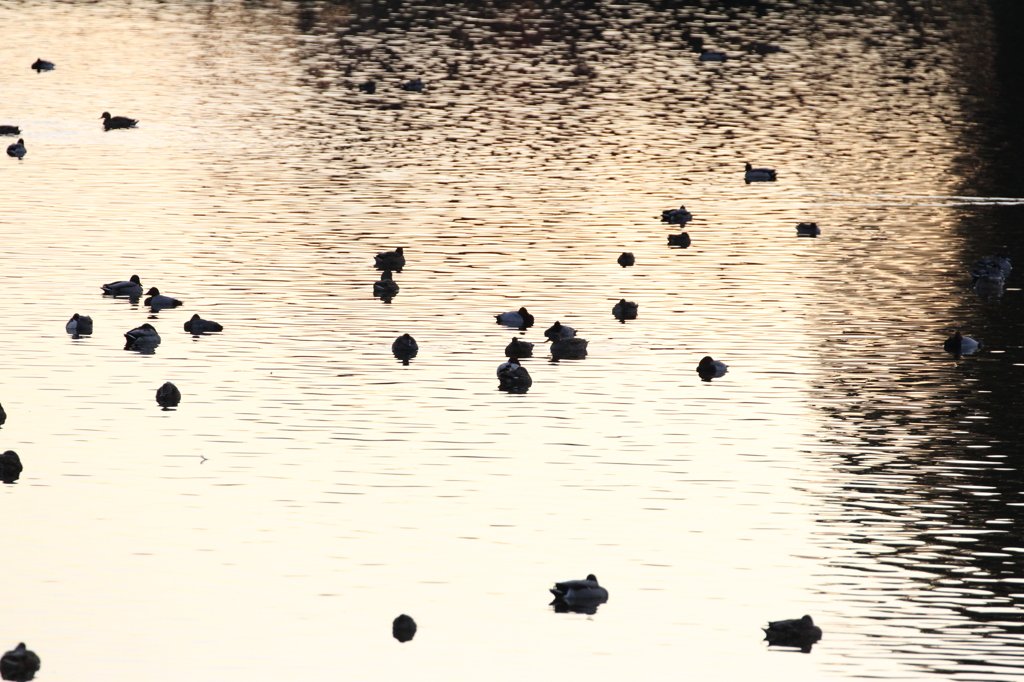 夕景　〜黄金色に染まって〜
