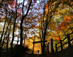 紅葉の回廊
