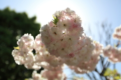 八重
