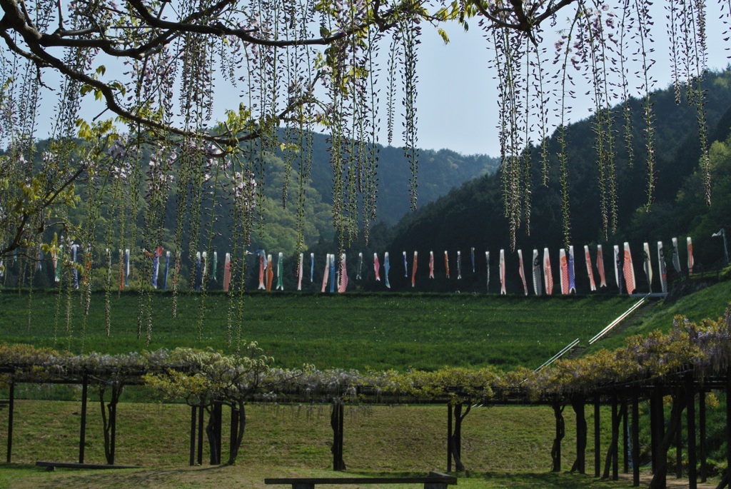 大町藤公園