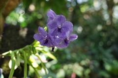 温室の花